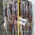 seafrozen whole round squid argentina calamary squid illex 200-300g